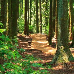 Photo of pathway surrounded by trees