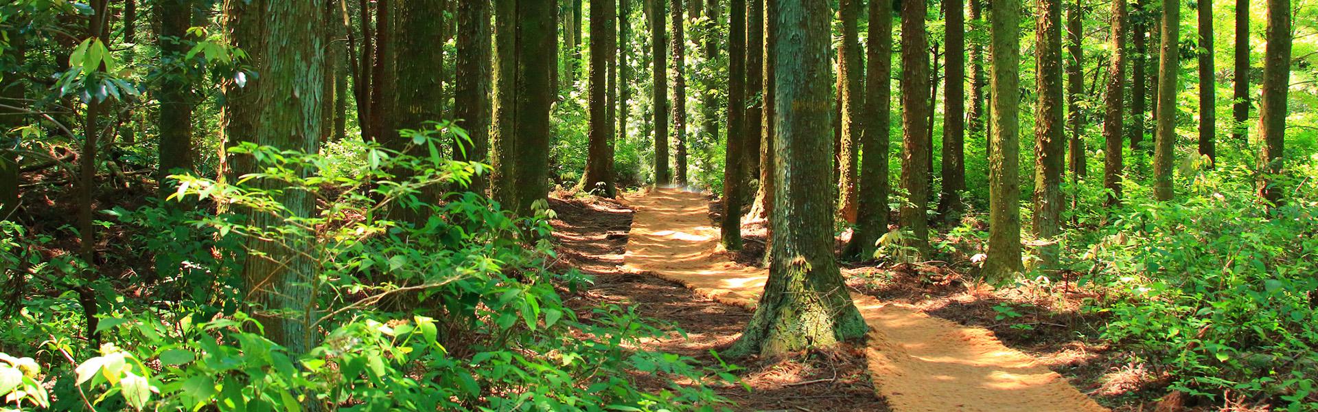 Photo of pathway surrounded by trees
